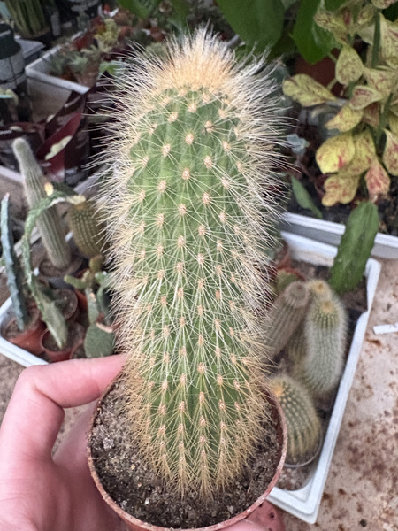 Vatricania guentheri