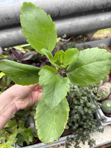 Kalanchoe pinnata