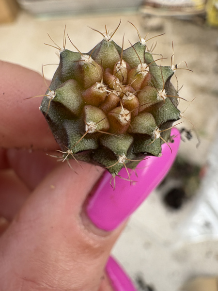 Gymnocalycium mihanovichii 'Variegata'