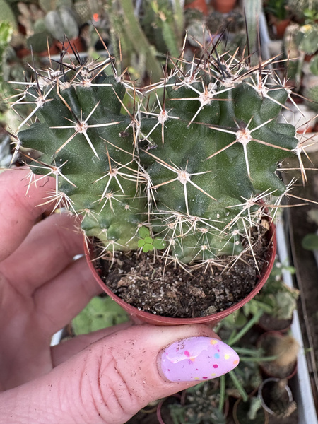 Echinocereus fendleri