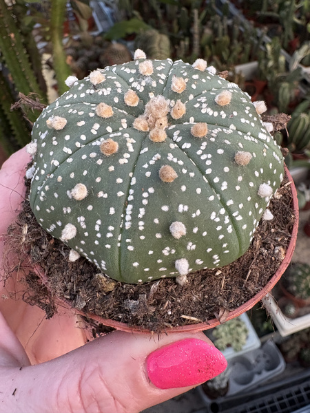 Astrophytum asterias kaktus piaskowy - kaktus jeżowca - kaktus gwiaździsty - pejotl gwiaździsty