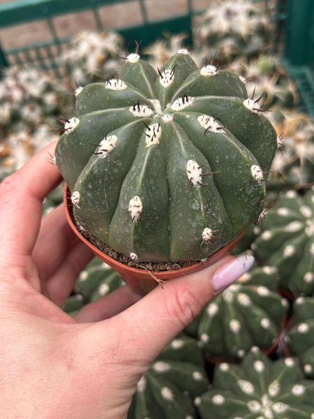 Melocactus maxonii 'Inermis'