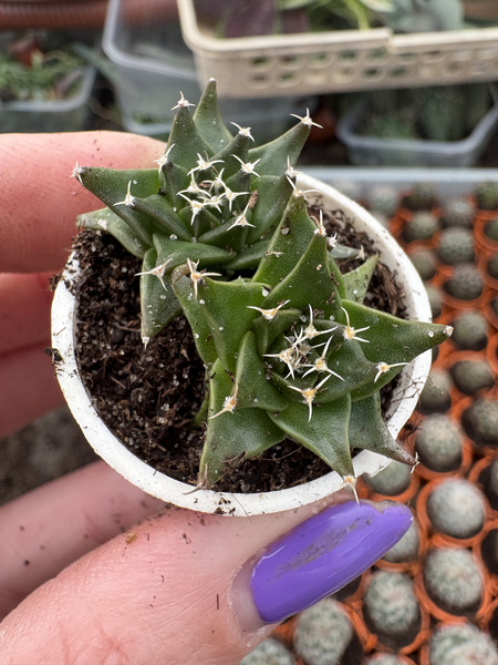 Obregonia denegrii x2