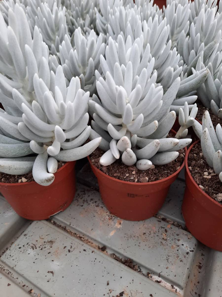 Senecio haworthii