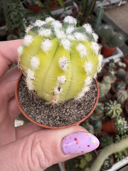 Echinopsis subdenudata 'Variegata'