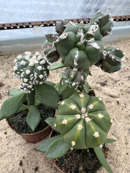 Zestaw 3 różnych Astrophytum MUTANTY