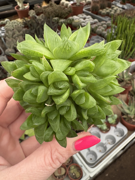 Haworthia cymbiformis