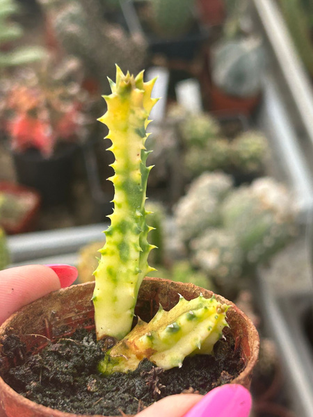 Huernia zebrina 'Variegata