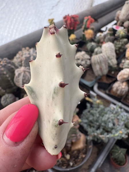 Euphorbia lactea 'White Ghost'