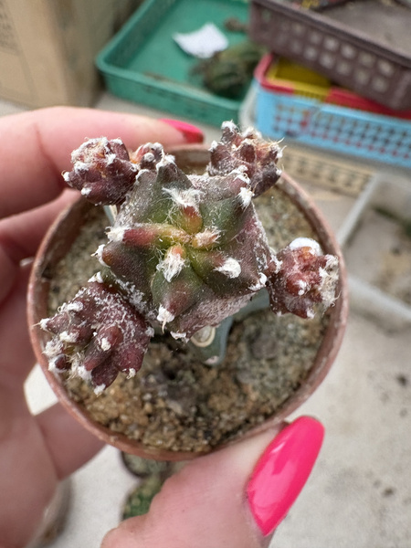 Astrophytum myriostigma 'Kikko Variegata'