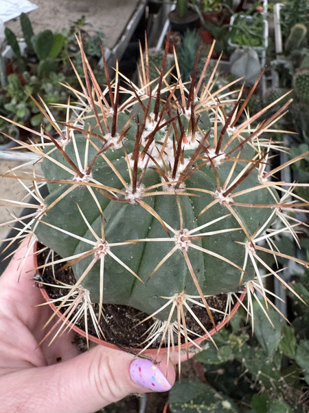 Melocactus neryi