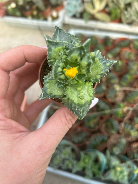 Faucaria felina subsp. tuberculosa 'Super Warty'