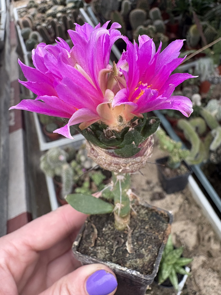 Ariocarpus fissuratus v.hintonii