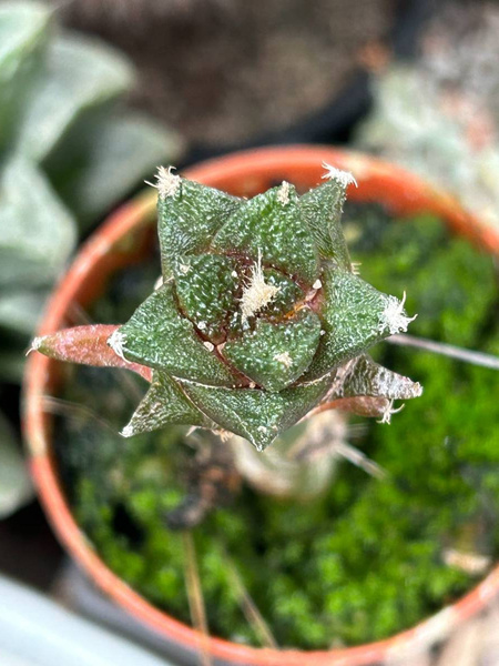 Ariocarpus fissuratus var. hintonii