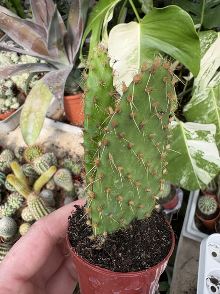 Opuntia puberula