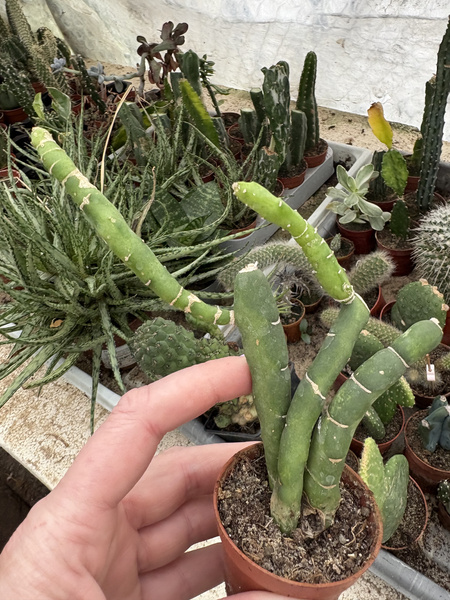 Selenicereus urbanianus 'Monstruosa'