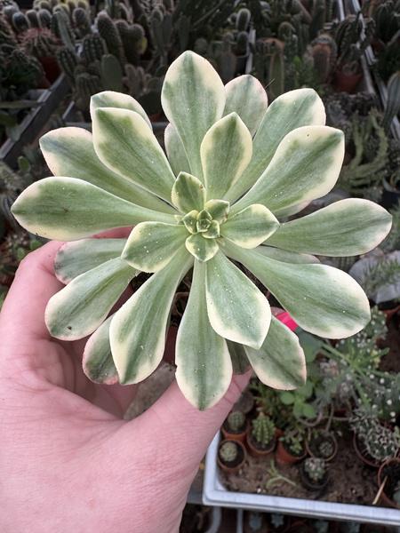 Aeonium Sweet Tea 'Variegata'