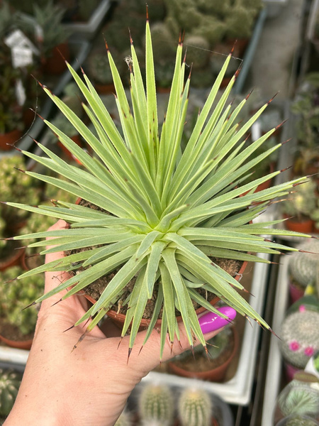 Agave stricta 'Nana'