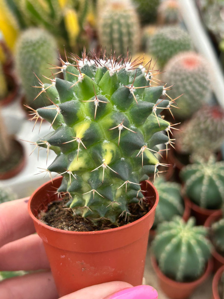 Mammillaria rhodantha 'Variegata'