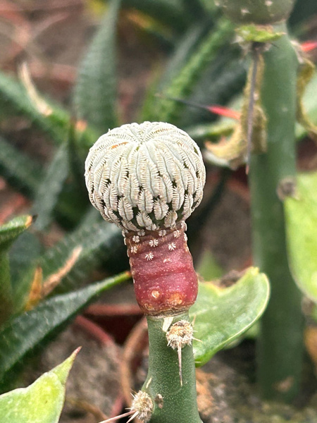 Pelecyphora aselliformis