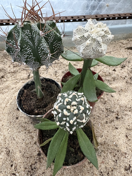 Set of 3 different Astrophytum  MUTANTS