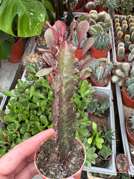 Euphorbia trigona 'Rubra' wilczomlecz trójżebrowy