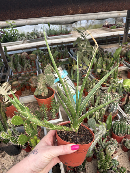 Sansevieria digitorum