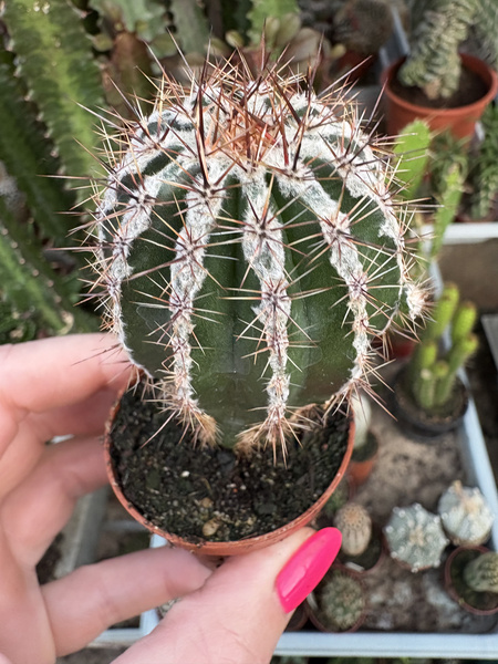 Echinopsis multiplex 'Haku Jo'