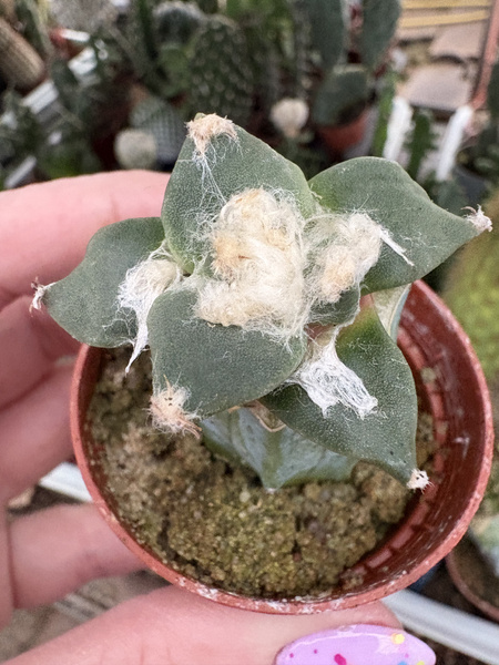 Ariocarpus retusus