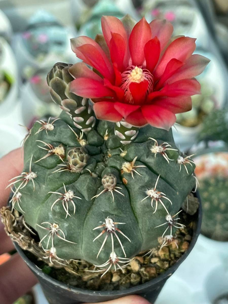 Gymnocalycium baldianum