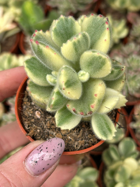 Cotyledon ladismithiensis 'Variegata'
