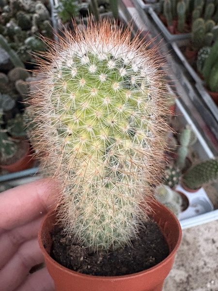 Mammillaria spinosissima 'Variegata'