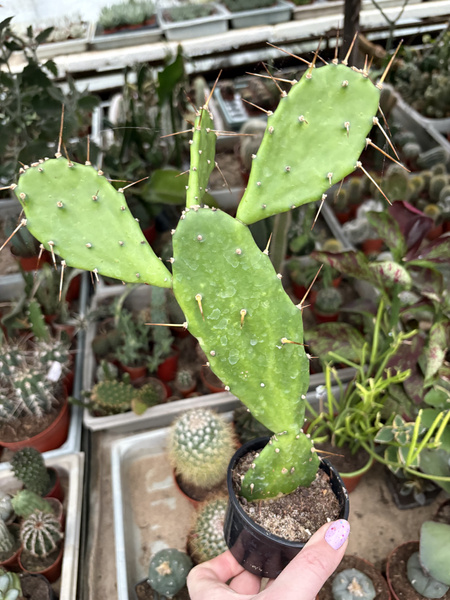 Opuntia jamaicaensis