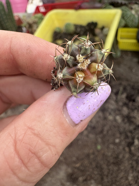 Gymnocalycium mihanovichii 'Variegata'