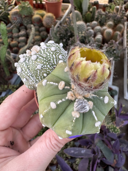 Astrophytum asterias hybr. x 2