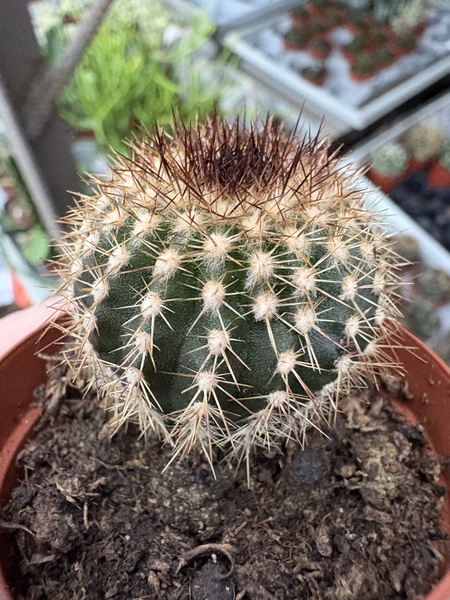 Uebelmannia pseudopectinifera