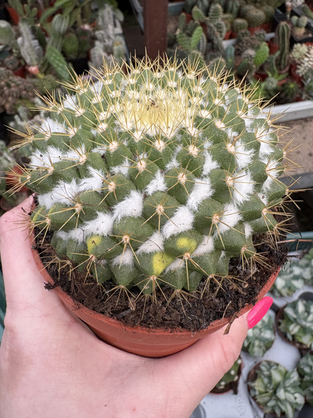Mammillaria marksiana 'Variegata'