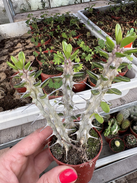 Alluaudia procera ENDEMIT x3 Madagaskar Ocotillo
