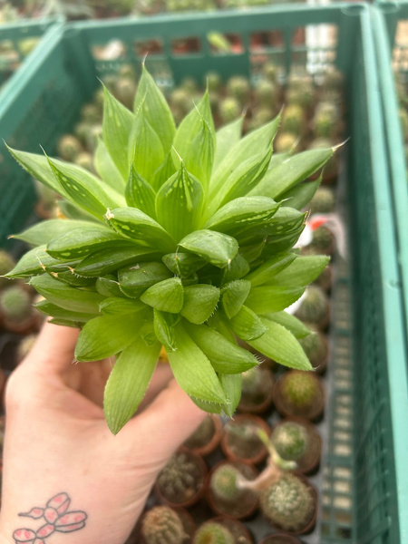 Haworthia sp.