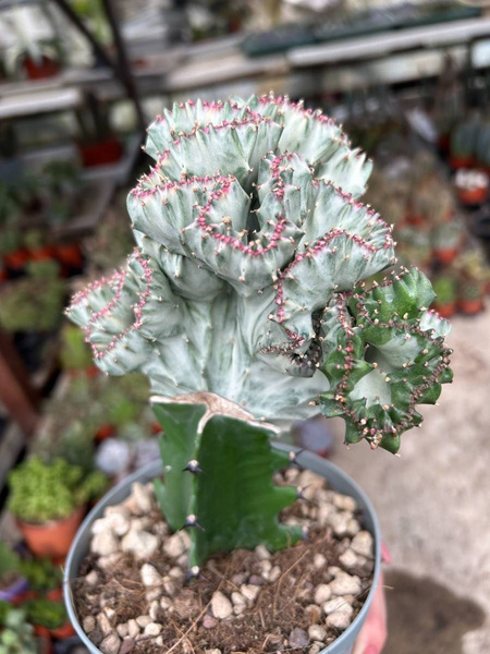 Euphorbia lactea 'White Ghost' Cristata