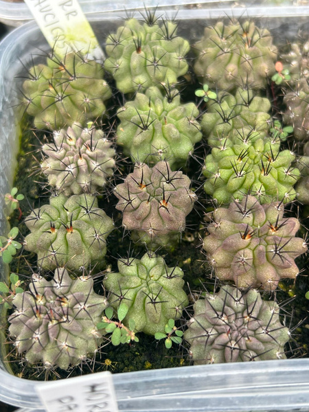 Horridocactus paucicostata