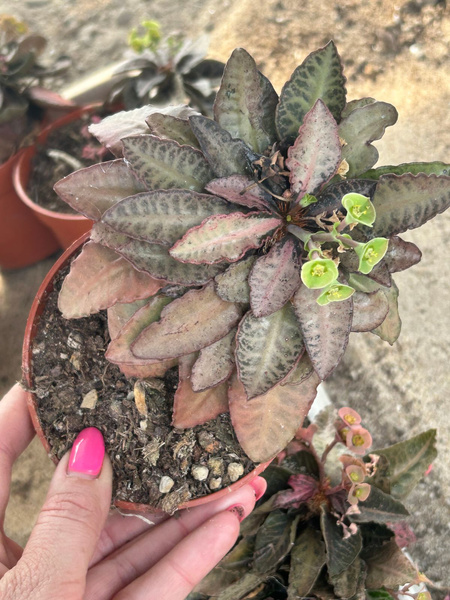 Euphorbia francoisii var. crassicaulis