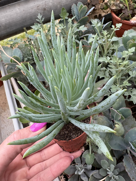 Senecio vitalis