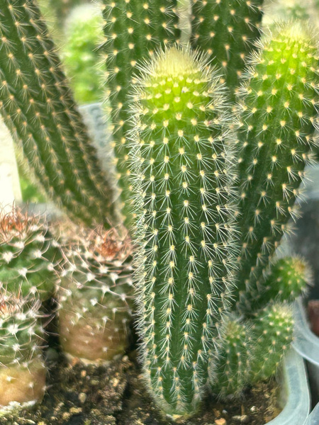 Cleistocactus brookeae