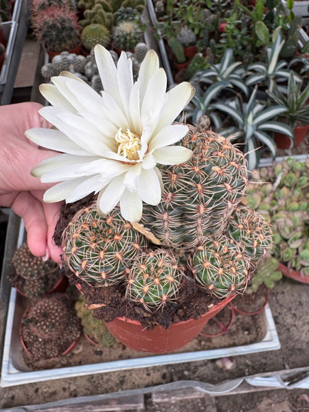 Gymnocalycium mesopotamicum