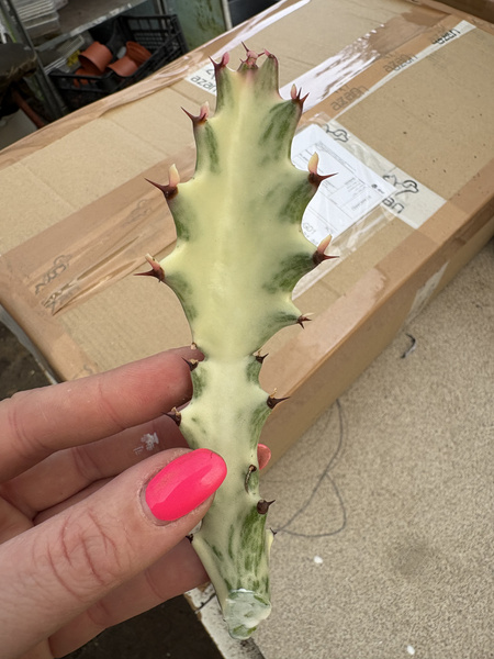 Euphorbia lactea 'White Ghost'