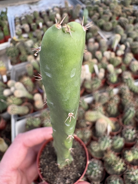 Eriocereus pomanensis