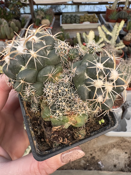 Coryphantha andreae