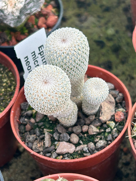 Epithelantha micromeris v. neomexicana