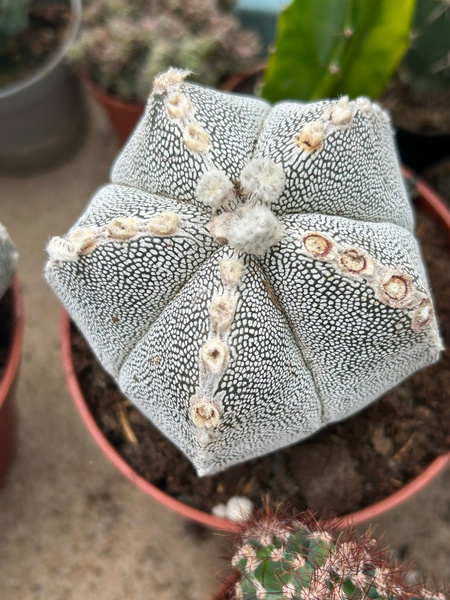 Astrophytum myriostigma 'Onzuko'